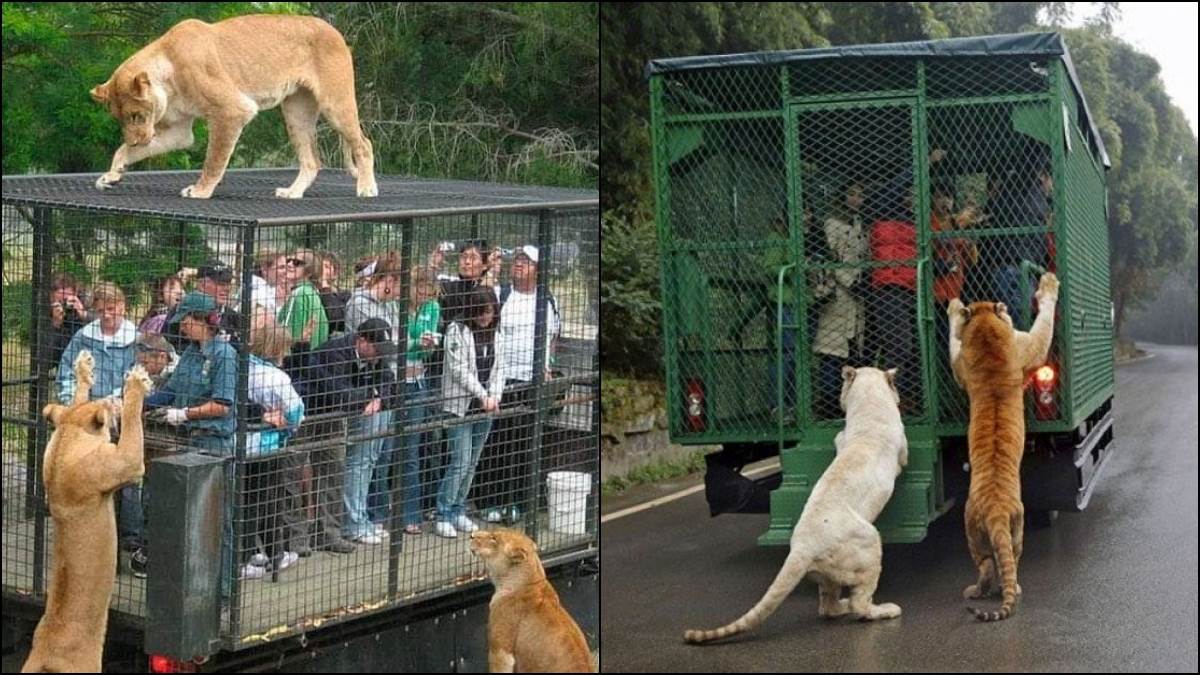 Wildlife Zoo यहां है दुनिया का अनोखा चिड़ियाघर, जहां खुले में घूमते