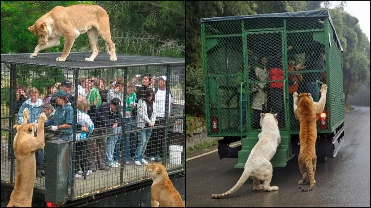 Wildlife Zoo: यहां है दुनिया का अनोखा चिड़ियाघर, जहां खुले में घूमते हैं जानवर और पिंजरे में रहते हैं इंसान - Lehe Ledu Wildlife Zoo of china where animals roam freely and Wildlife Zoo: यहां है दुनिया का अनोखा चिड़ियाघर, जहां खुले में घूमते हैं जानवर और पिंजरे में रहते हैं इंसान - Lehe Ledu Wildlife Zoo of china where animals roam freely and