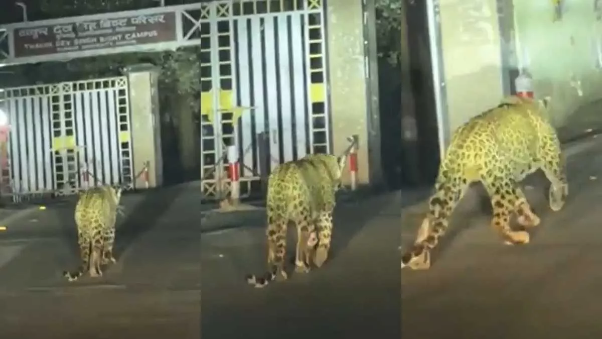 खुलेआम घूमता हुआ गुलदार