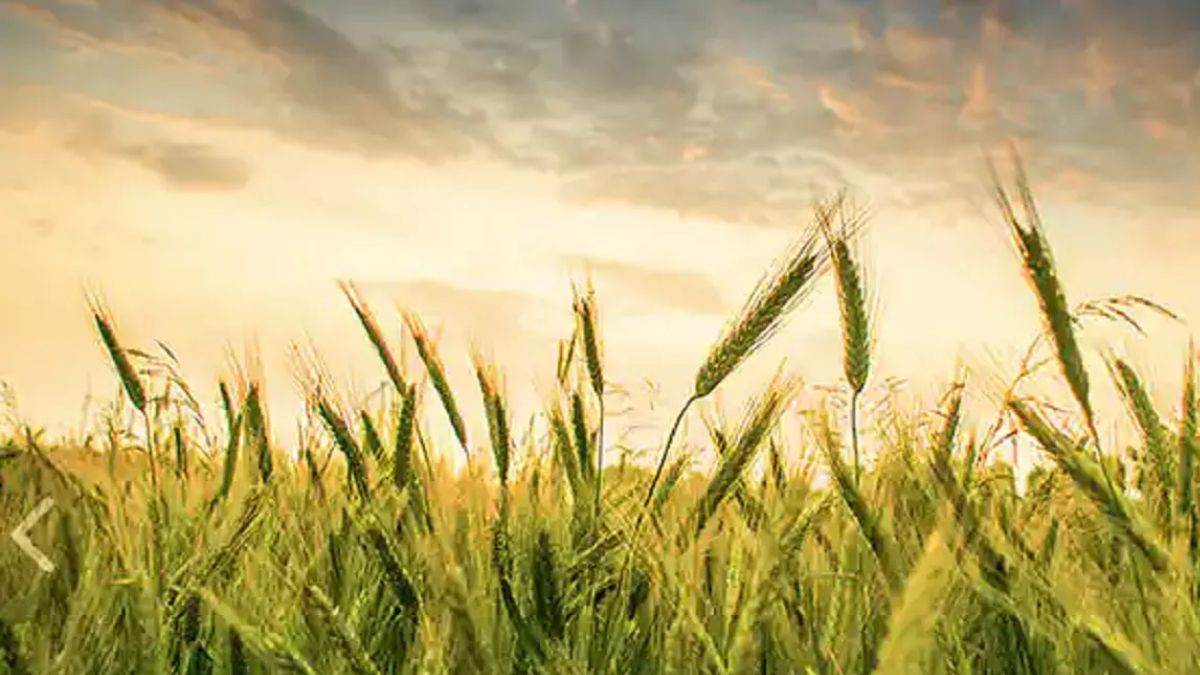 https://www.jagranimages.com/images/newimg/28022024/28_02_2024-agriculture_1_23663709.jpg