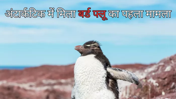 जानें क्या बर्ड फ्लू, जिसका अंटार्कटिक में मिला पहला मामला
