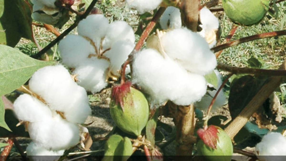 https://www.jagranimages.com/images/newimg/28022024/28_02_2024-hybrid_cotton_seeds_1_23663600.jpg