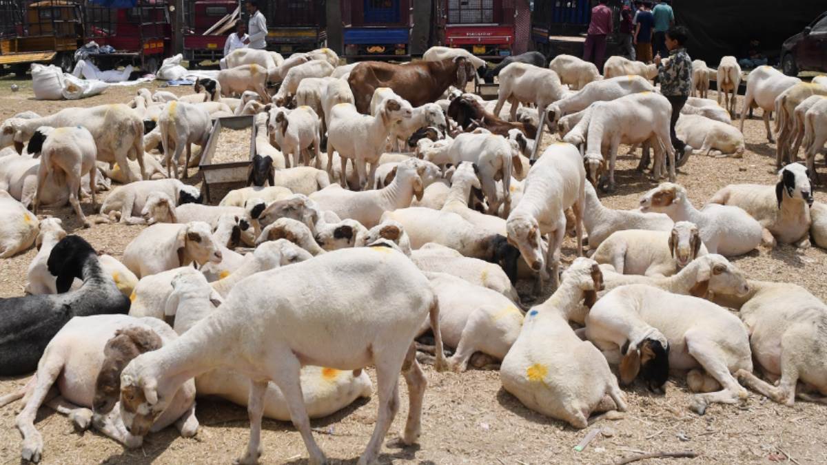 morocco urges people to not buy sheep for eid al adha celebrations