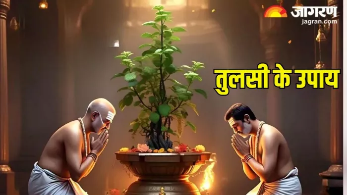 तुलसी की मंजरी के उपायों से चमकेगी किस्मत (Pic Credit-AI)
