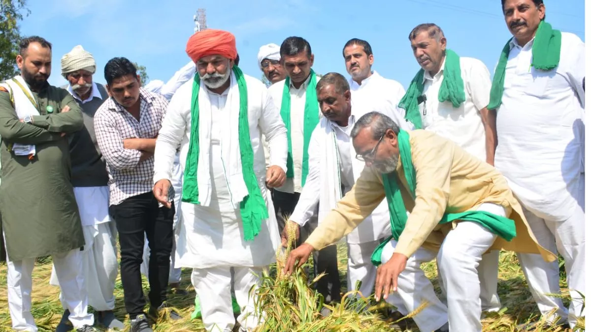Karnal News: बारिश व ओलावृष्टि ने किसानों की मेहनत पर फेरा पानी, किसान नेता टिकैत ने लिया फसलों का जायजा