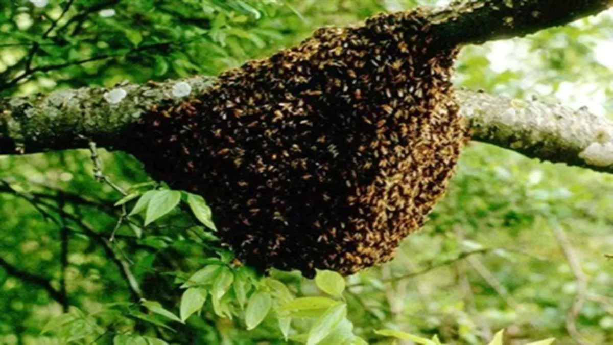 Mahoba: प्रसाद वितरण और कन्या भोज के दौरान मधुमक्खियों ने बोला हमला, श्रद्धालुओं में मची भगदड़; 250 लोग घायल