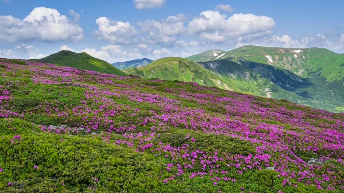 Chenap Valley: उत्तराखंड का ये ऑफबीट डेस्टिनेशन है ट्रैकिंग लवर्स के साथ फोटोग्राफी के लिए भी बेस्ट