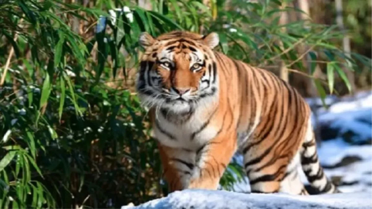 West Champaran News: वीटीआर में दो बाघों की लड़ाई में एक की मौत, जख्मी बाघ की खोज में सर्च अभियान