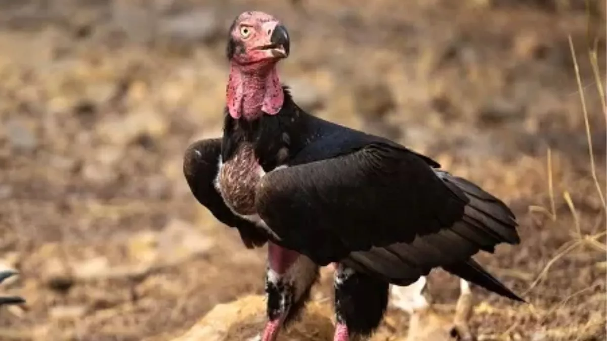 Red-Headed Vulture: राजाजी टाइगर रिजर्व में दिखा दुर्लभ रेड हेडेड वल्चर, संकटग्रस्त प्रजातियों में से है एक