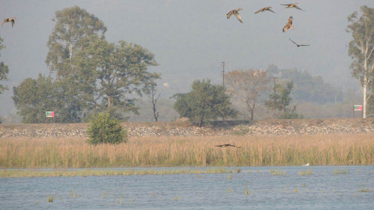 https://www.jagranimages.com/images/newimg/28032024/28_03_2024-asan_wetland_23684758.jpg