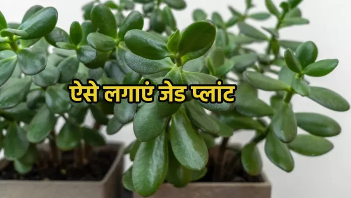 लगा रहे हैं जेड प्लांट, तो जान लें ये जरूरी बातें
