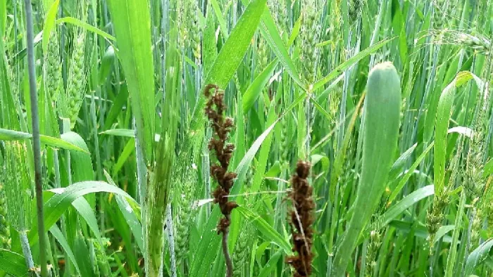 Jammu Kashmir: पौनी क्षेत्र में ब्लैक पाउडर बीमारी की चपेट में आई गेहूं की फसल।