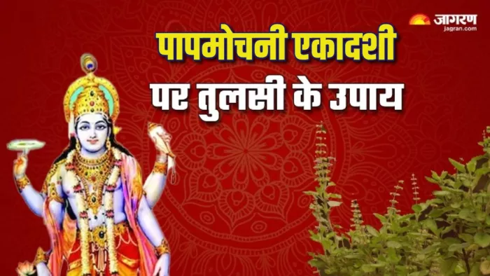 Papmochani Ekadashi 2024: पापमोचनी एकादशी पर करें तुलसी से जुड़े ये उपाय।