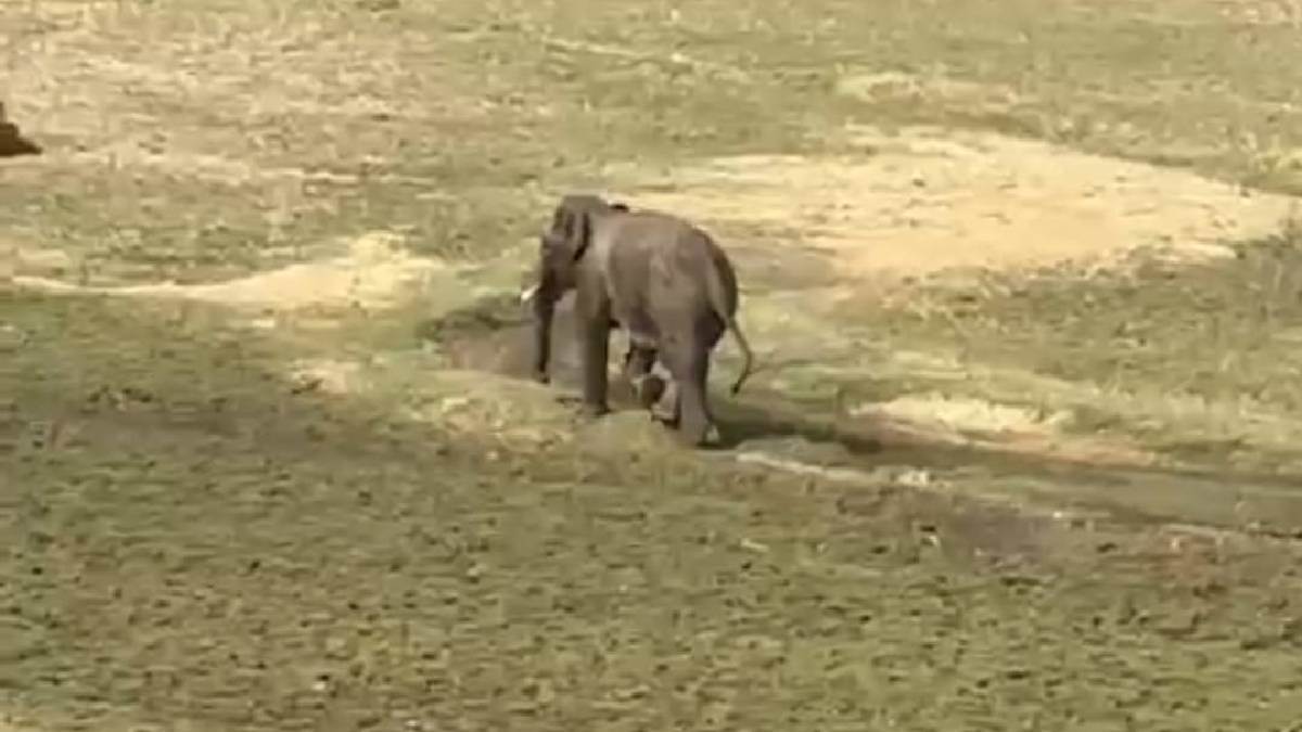 https://www.jagranimages.com/images/newimg/28032025/28_03_2025-hathi-attack_23907504.jpg