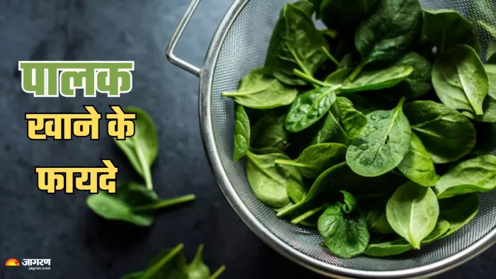 गर्मियों में पालक खाने के फायदे। (Image Credit- Freepik)