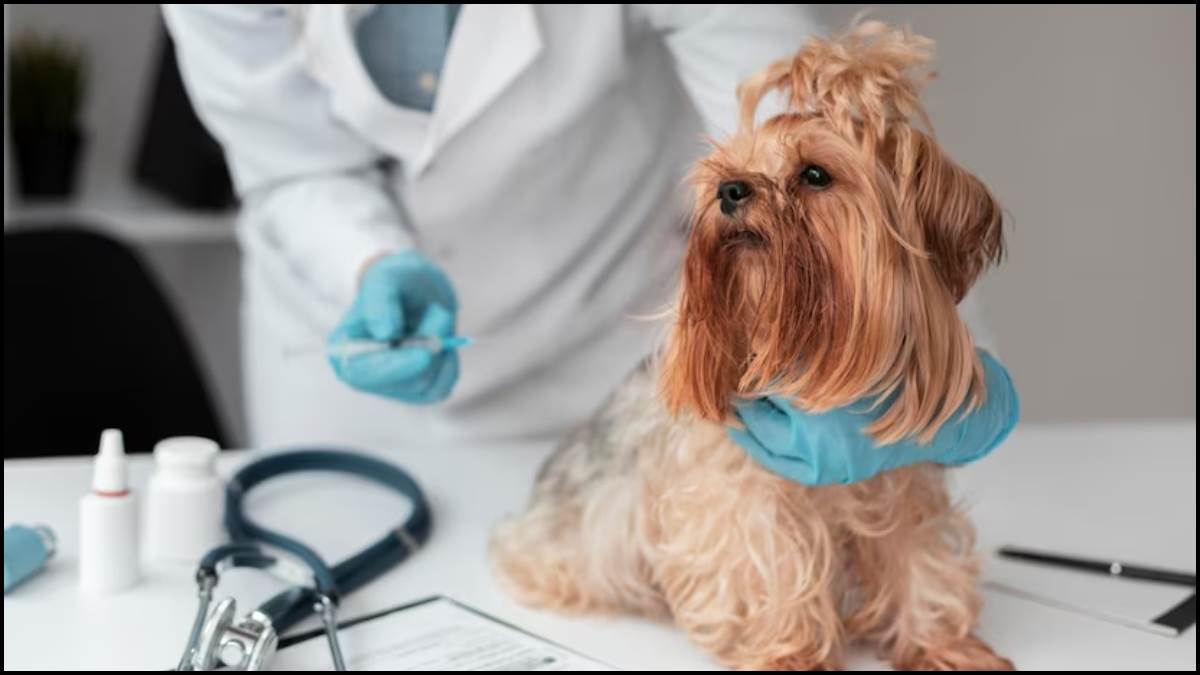 https://www.jagranimages.com/images/newimg/28042023/28_04_2023-dogs-vaccines_23395825.jpg