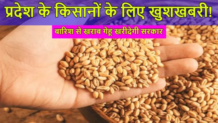 बारिश से खराब गेहूं भी 2,125 रुपये प्रति क्विंटल में खरीदेगी सरकार