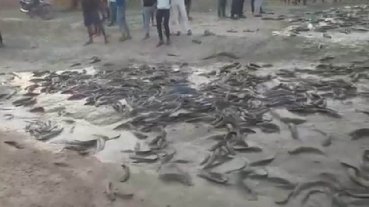 restricted thai mangur fish recovered from truck in kaimur