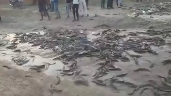 कैमूर में एक ट्रक थाई मागुर मछली जब्त