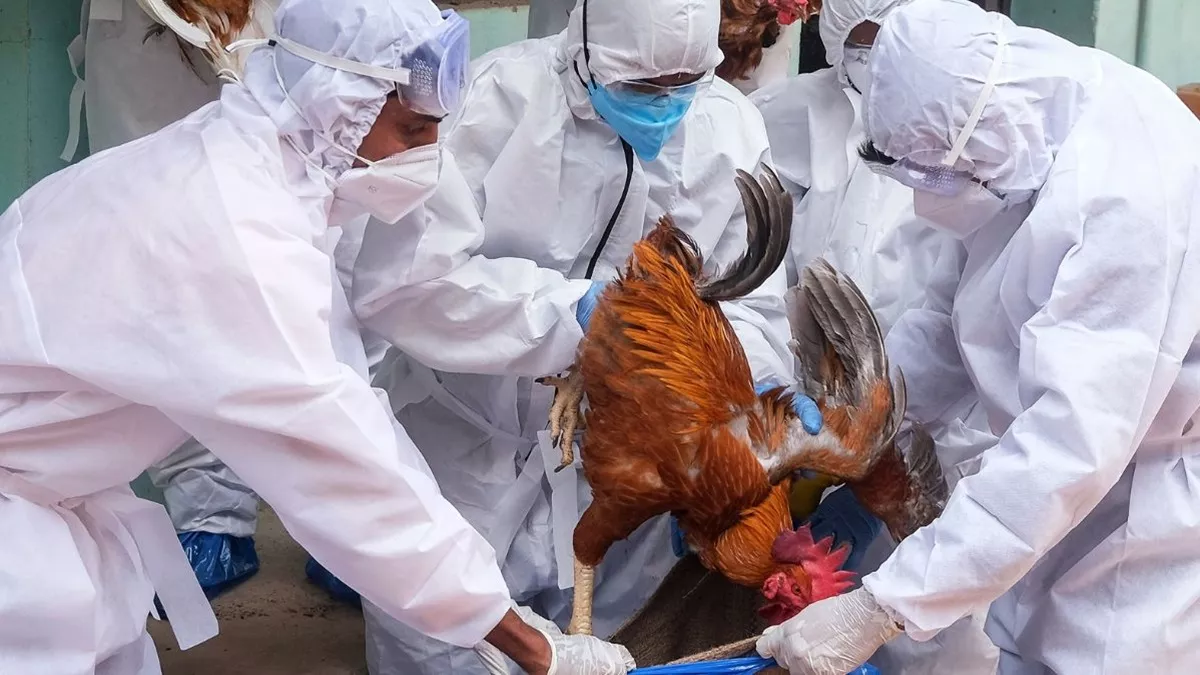 Ranchi Bird Flu: रांची में तेजी से फैल रहा बर्ड फ्लू, 2 डॉक्टरों और 6 लोगों को किया गया क्वारंटीन