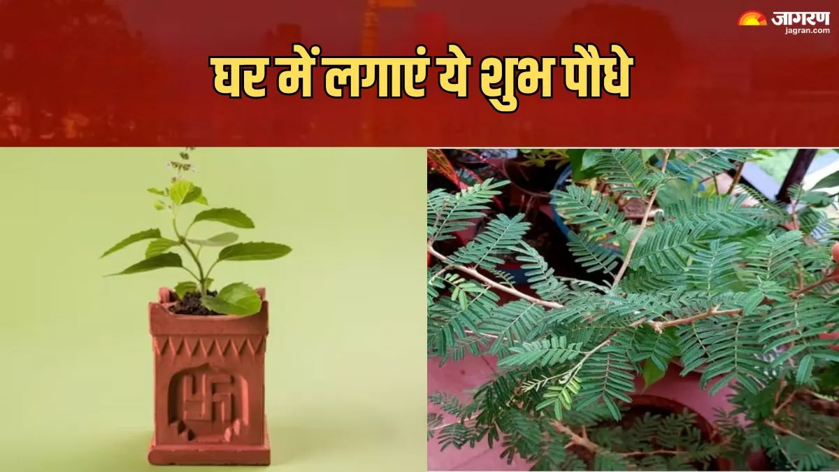 Lucky Plants: चंद दिनों में बनना चाहते हैं अमीर, तो घर में जरूर लगाएं ये पौधे
