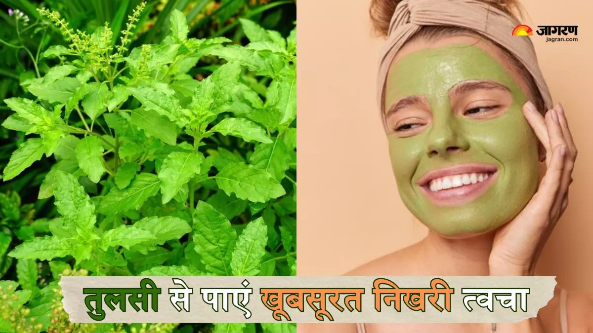 Tulsi Face Packs: खो गया है त्वचा का प्राकृतिक निखार, तो इन तरीकों से करें तुलसी का इस्तेमाल