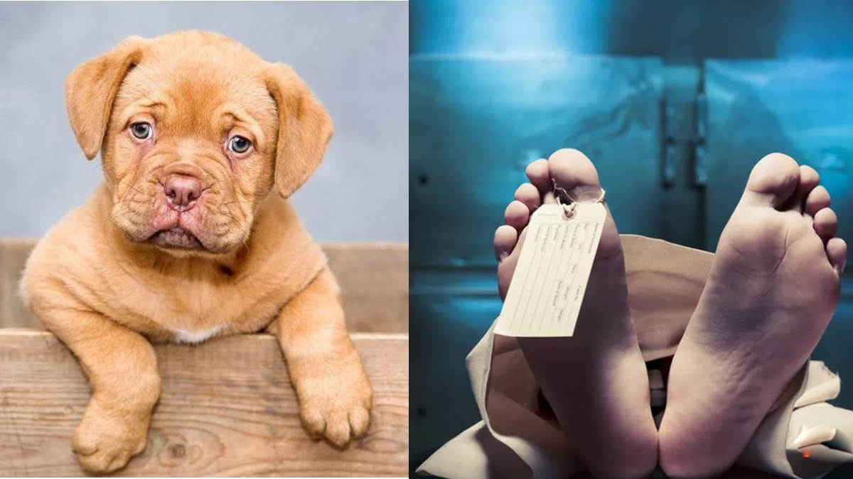 saddened by death of her pet dog a teenage girl committed self destruction in yamunanagar