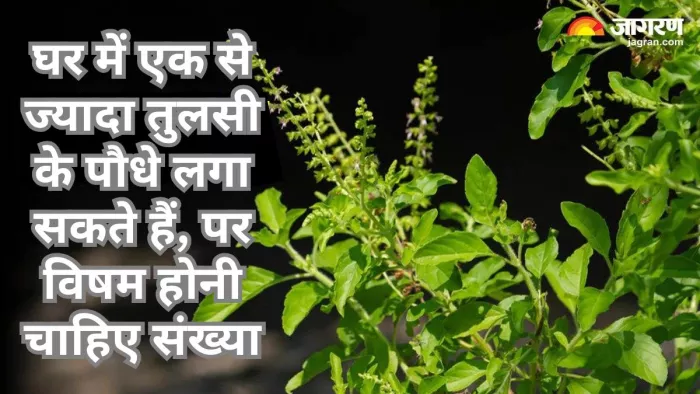 घर में लगी तुलसी के सूखने को अशुभ माना जाता है। लिहाजा, उसे हमेशा हरा भरा रखने की कोशिश करें।