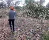 यूपी में छोटे-छोटे दलों में विभाजित हुई टिड्डियों से खतरा अधिक, निपटने की तैयारियों में जुटे अधिकारी