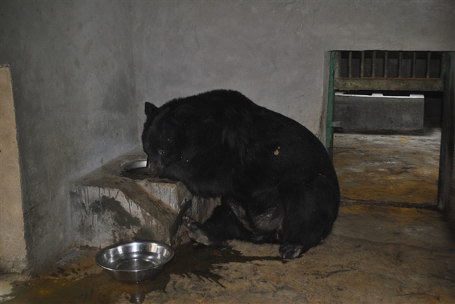 threat on the life of himalayan black bear of protected species