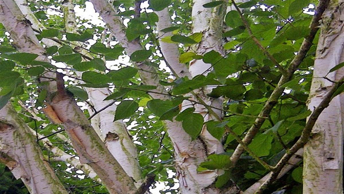 उच्च हिमालय में भोजपत्र और सुगंधित पौधो का होगा रोपण, गुंजी में रोपा