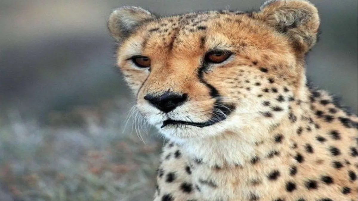 Cheetahs in India: नामीबिया से चीता लाने की तैयारी पूरी; अगले हफ्ते तक हो सकता है एमओयू, दोनों देशों के बीच बनी सहमति