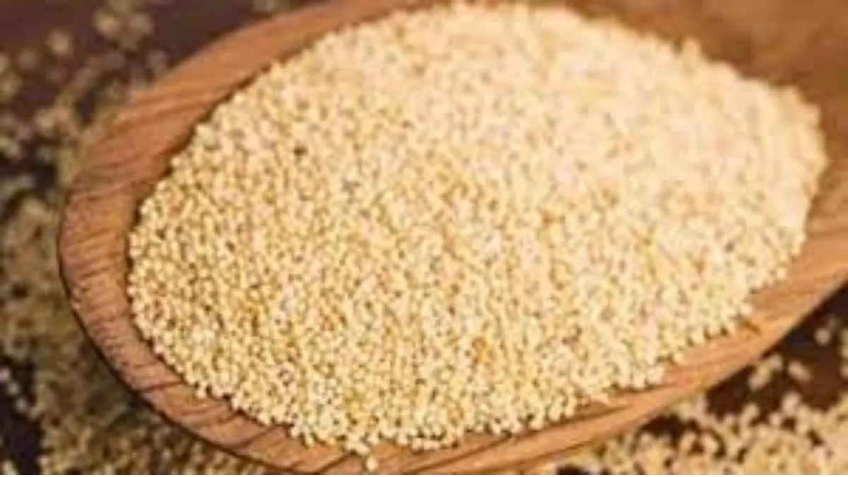 Poppy Seeds Benefits: पाचन से लेकर हड्डियों की सेहत के लिए फायदेमंद है खसखस, जानिए डाइट में कैसे करें शामिल