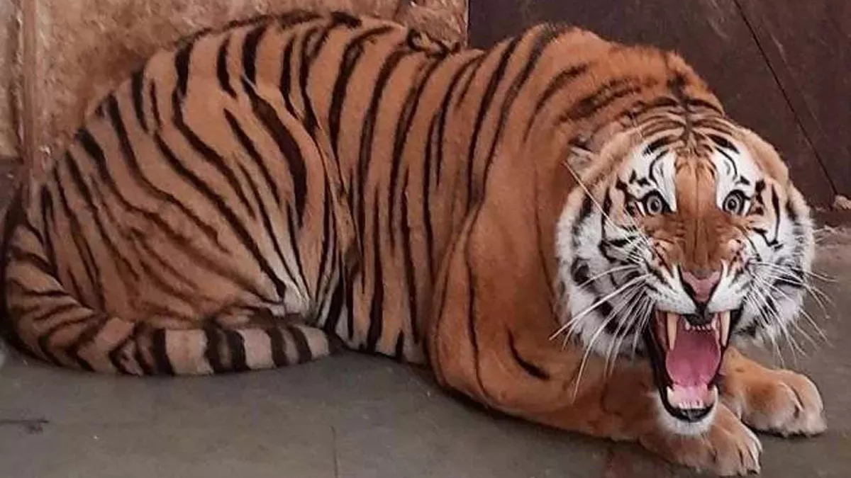 Tiger Terror: कोटद्वार के डल्ला में बीती रात फिर दिखे दो बाघ, लोगों ने घर में दुब‍क कर बचाई जान; दहशत