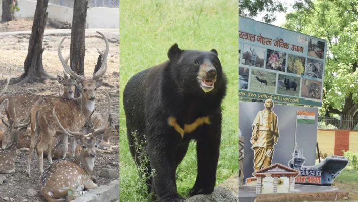 बोकारो के जैविक उद्यान में लौटी रौनक, तेंदुआ-मछलियां आकर्षण का केंद्र; उमड़ रही भीड़ (फोटो- जागरण)