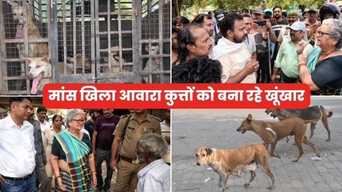 कानपुर में मांस खिलाकर आवारा कुत्तों को बना रहे थे खूंखार, हमले में बच्ची की मौत