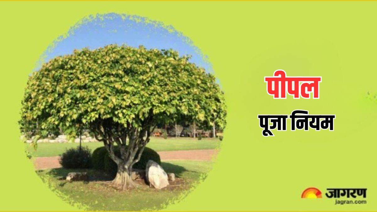 https://www.jagranimages.com/images/newimg/28052024/28_05_2024-peepal_puja__23726882.jpg