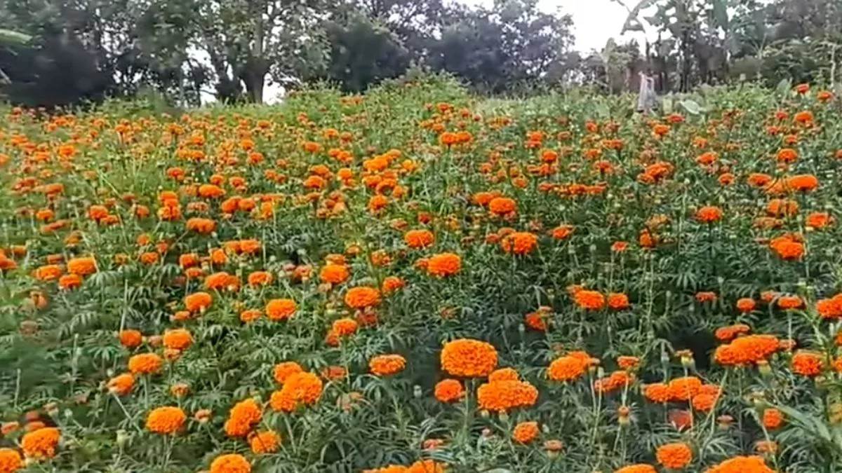 marigold flower cultivation in samastipur a lucrative opportunity for farmers
