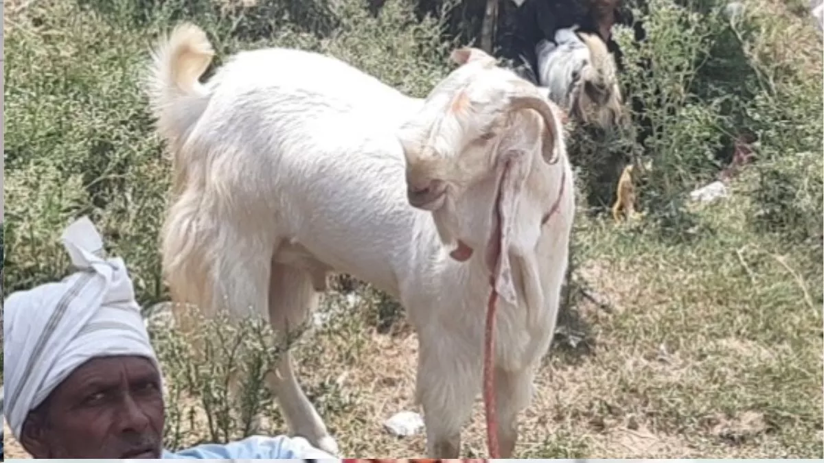 Eid al-Adha: 'भाईजान' बकरे को देखने के ल‍िए उमड़ी लोगों की भीड़, जानें क‍ितने में ब‍िका खास क‍िस्‍म का ये बकरा?