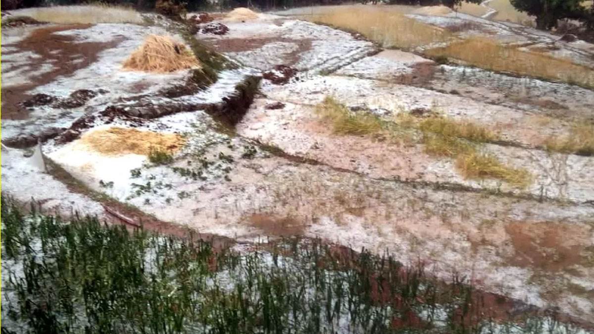 crop damage in uttarakhand due to rain and hailstorm