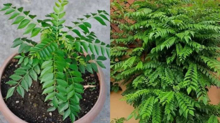 एक महीने में उग जाएगा हरा भरा Kadhi Patta Plant (Picture Courtesy: Instagram)