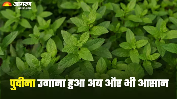 इस देसी खाद की मदद से घर पर उगाएं पुदीना (Picture Credit- Freepik)