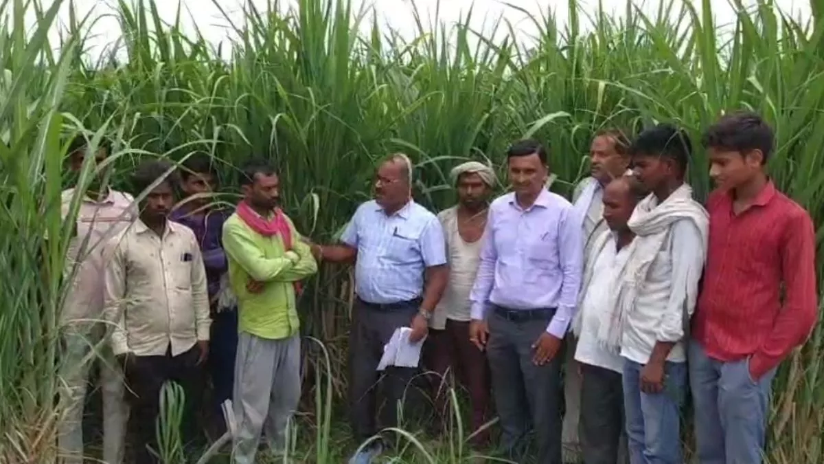 गन्ना फसल प्रबंधन के ये टिप्स बदल देंगे आपकी किस्मत, जैविक खाद-सहफसल से दोगुनी होगी कमाई