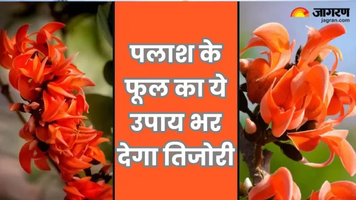 सिंह राशि और पूर्वा फाल्गुनी नक्षत्र से जुड़ा है पलाश।
