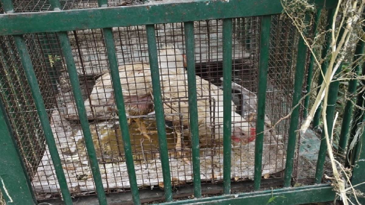 तेंदुआ को पकड़ने के लिए बनियापुरवा गांव के खेत में लगाए गए पिजड़े में रखा गया मुर्गा। जागरण