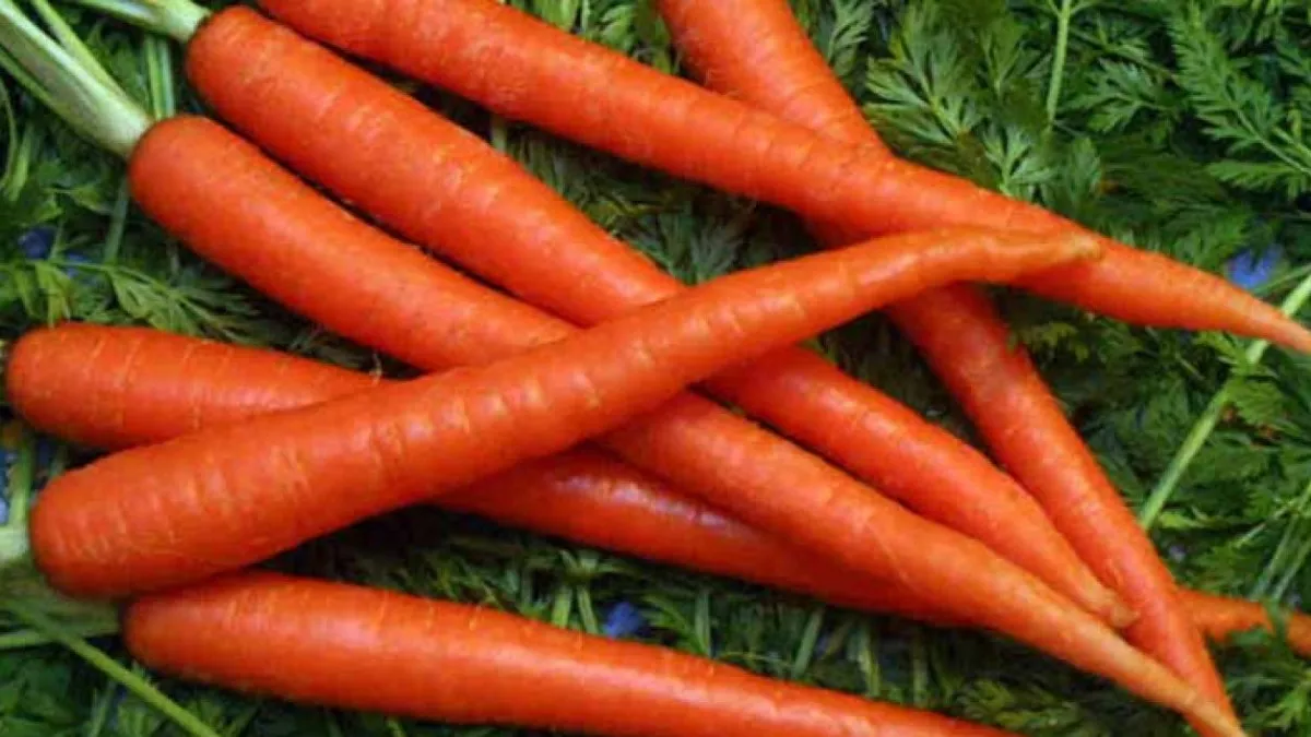 गाजर से तैयार किए प्राकृतिक रंग और पाउडर, सुधरेगी सेहत, फायदे जान रह जाएंगे हैरान