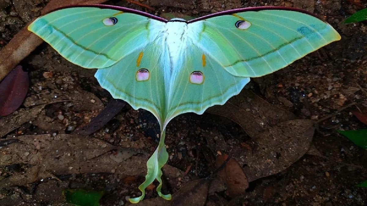 पिथौरागढ़ में दिखी दुर्लभ अमेरिकन तितली लूना मोथ, जैवविविधता के लिए अच्छा संकेत