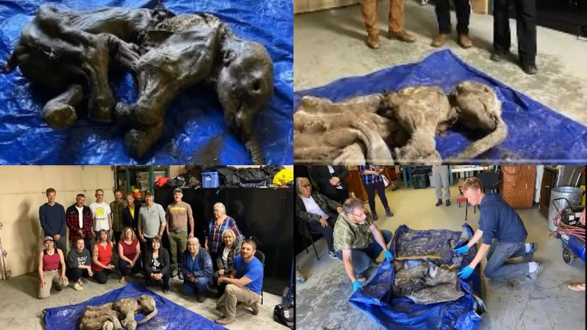 Mammoth: कनाडा के क्लोंडाइक सोने की खान में मिला 30 हजार साल पुराना 'मैमथ', खुदाई के दौरान मिले अवशेष