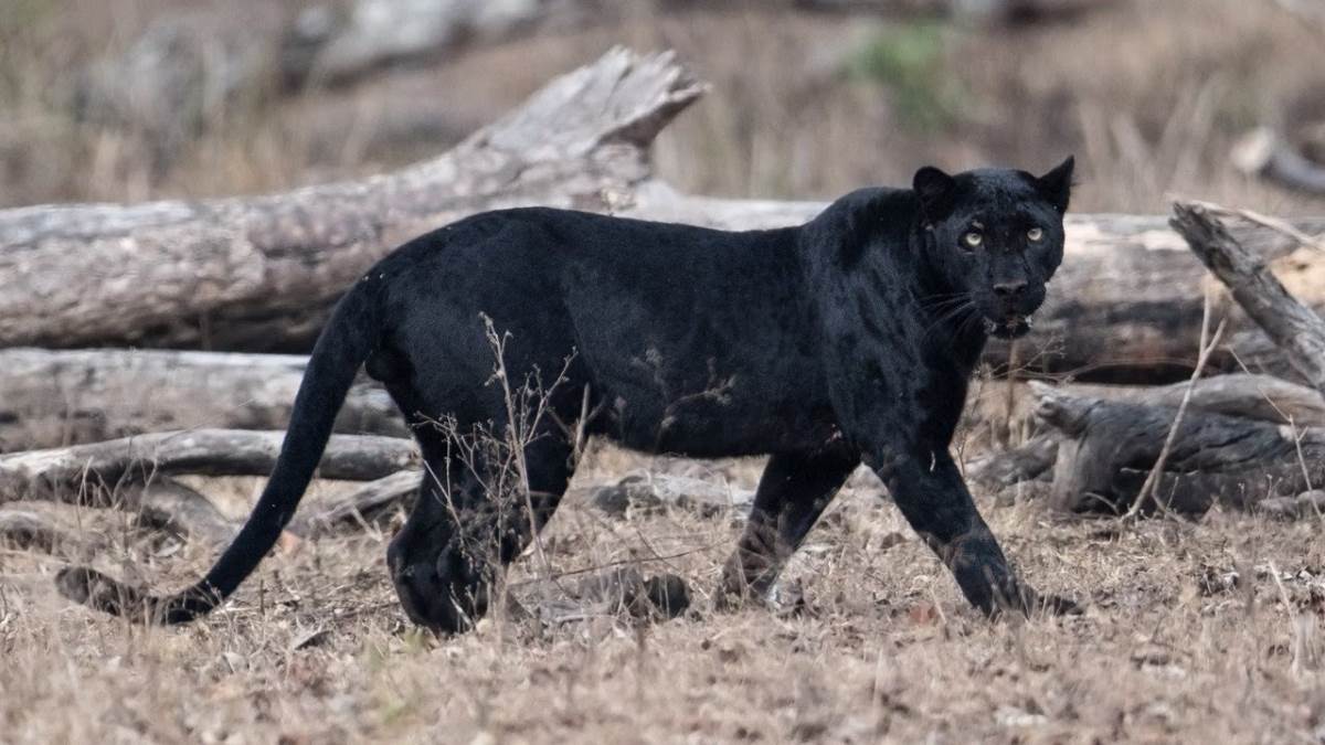https://www.jagranimages.com/images/newimg/28062023/28_06_2023-patna_zoo_black_panther_23454573.jpg