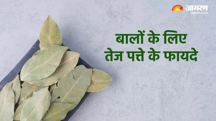 बालों के लिए तेज पत्ता कैसे है फायदेमंद (Pic credit- freepik)